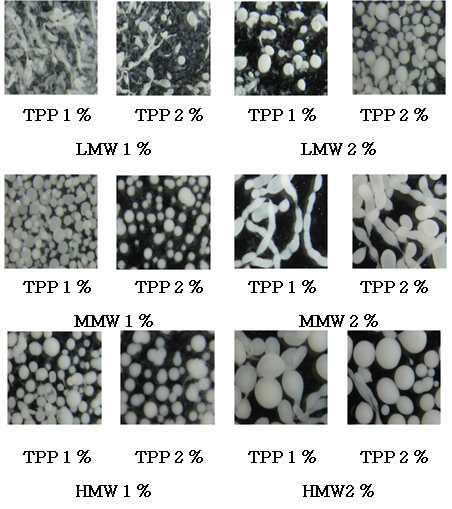 Chitosan 분자량과 TPP 농도에 따른 microspheres의 비교