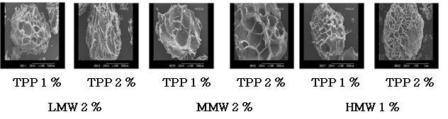 SEM을 이용한 resveratrol이 포집된 chitosan-TPP microspheres 표면 구조