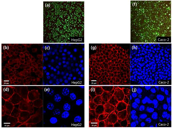 장/간 미세유체칩에서 배양된 간세포와 장세포의 morphology