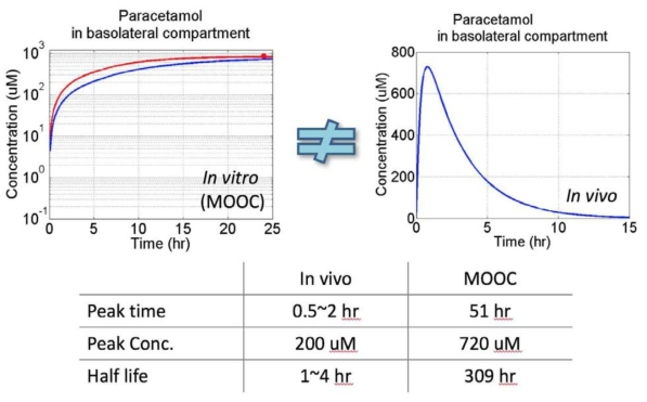 장/간 미세유체칩에서 paracetamol의 흡수/대사에 따른 PK 예측