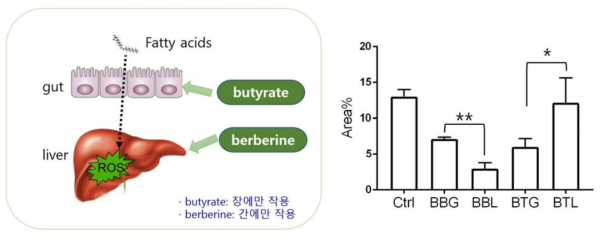 Butyrate와 berberine 항산화 메커니즘과 활성산소 발생량 비교