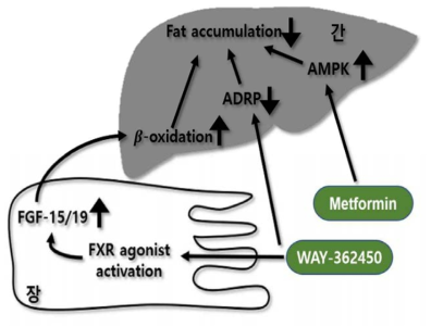 Metformin과 WAY-362450의 지방간 억제 메카니즘