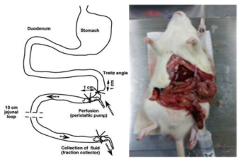 Rat single-pass intestinal perfusion model