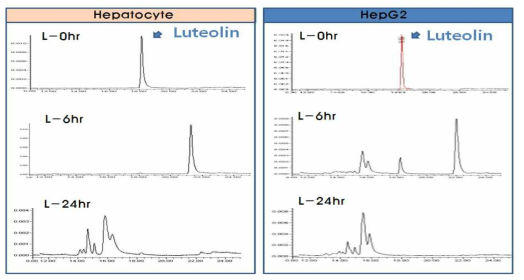 Primary hepatocyte와 HepG2 세포에서 luteolin 대사 패턴 비교