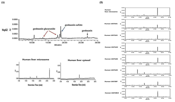 구축된 대사시스템에 의한 genkwanin 대사 패턴 분석 (A)과 genkwanin glucuronidation에 영향을 주는 UGTs isoform 분석 (B)