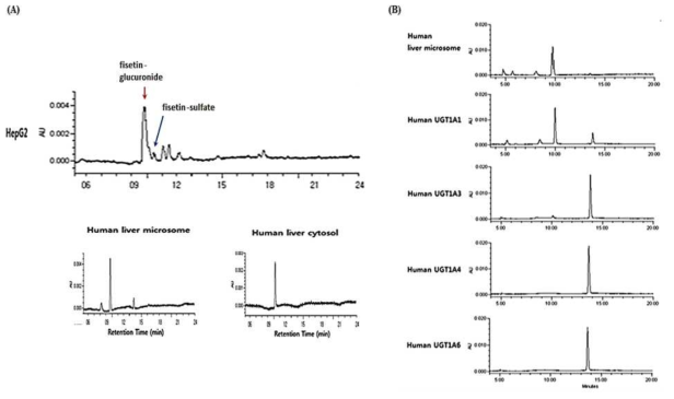 구축된 대사시스템에 의한 fisetin 대사 패턴 분석 (A)과 fisetin glucuronidation에 영향을 주는 UGTs isoform 분석 (B)