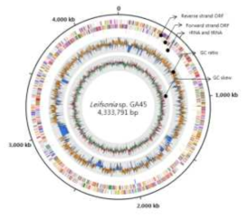 Genome map of Leifsonia sp. GAL45