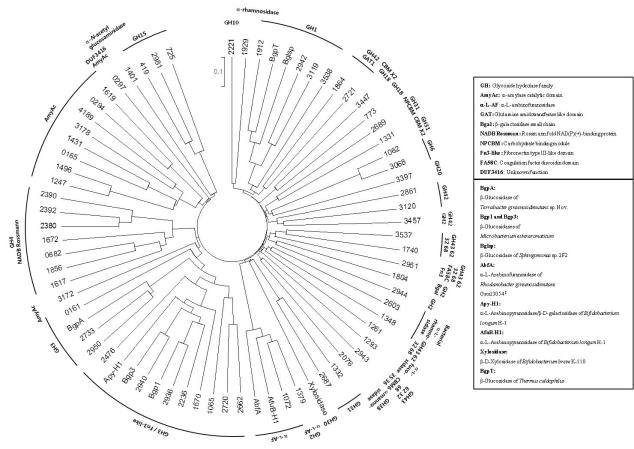 Phylogenetic tree of 65 glycoside hydrolases discovered form Leifsonia sp. GAL45 genome and their family based on CAZy classification