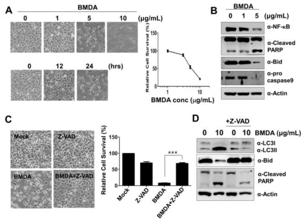 Induction of apoptosis of A549-CUG2 cells by BMDA