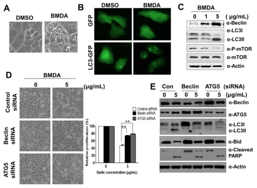 Induction of autophagy of A549-CUG2 cells by BMDA