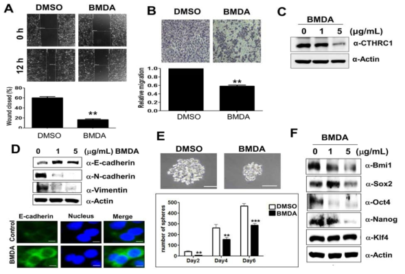 Inhibition of epithelial-mesenchymal transition (EMT) and stemness by BMDA