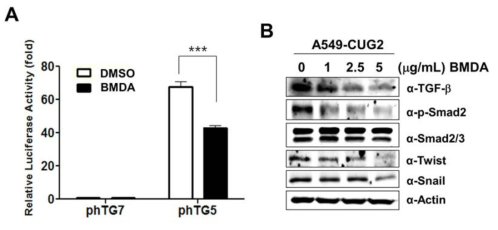 Inhibition of transforming growth factor (TGF)-b signaling by BMDA