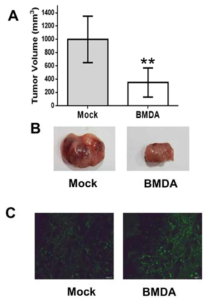 In vivo tumor growth decrease by BMDA