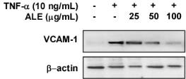 Inhibition effect of VCAM-1 expression for Arctium lappa extracts