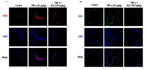 Oral administration of ALE suppressed TNF-α-induced macrophage infiltration to the vasular intima and VCAM-1 expression in mice aorta