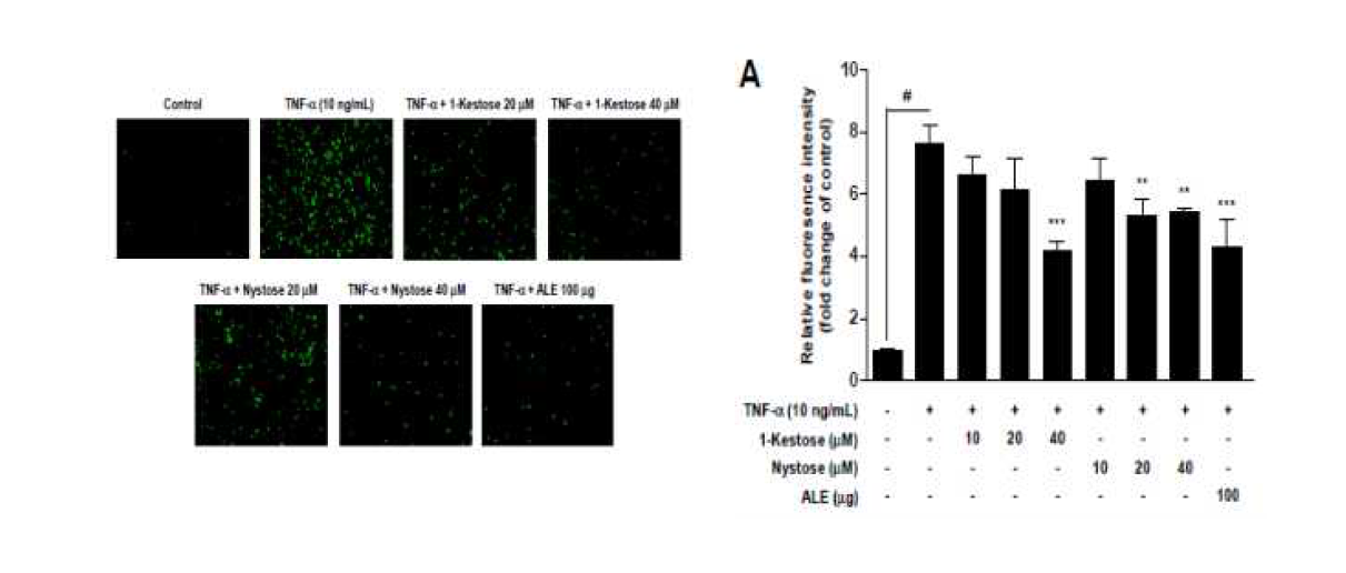 1-ketose and nystose inhibited TNF-α-induced monocyte adhesion to HUVECs