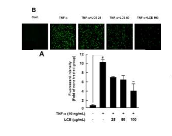 Inhibition effect of THP-1 cell adhesion to the TNF-α for Lespedeza cuneata extracts