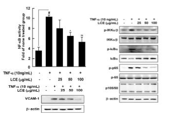 Inhibition effect of the NF-κB activity, VCAM-1 expression and NF-κB signal transfer for Lespedeza cuneata extracts