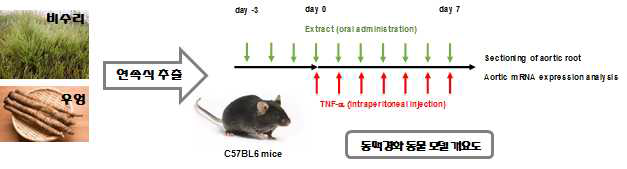 Evaluation of vascular inflammation inhibition efficacy of extracts in vivo