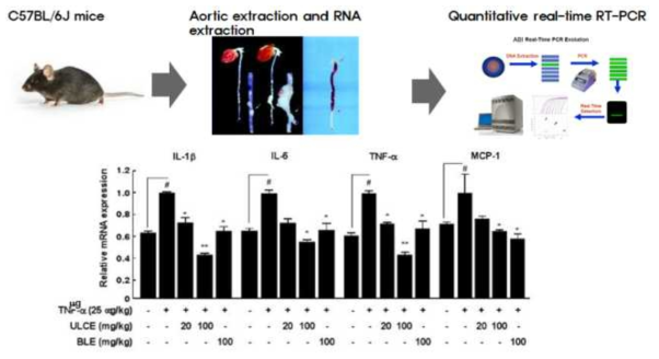 The effect of LCE on TNF-α-induced expression of pro-inflammatory cytokines in mice aorta