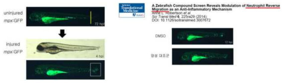 Analytical schematics for clustering phenomena of zebra fish and neutrophils by GFP search