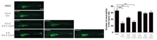 Analysis of clustering phenomena of zebra fish and neutrophils by GFP search