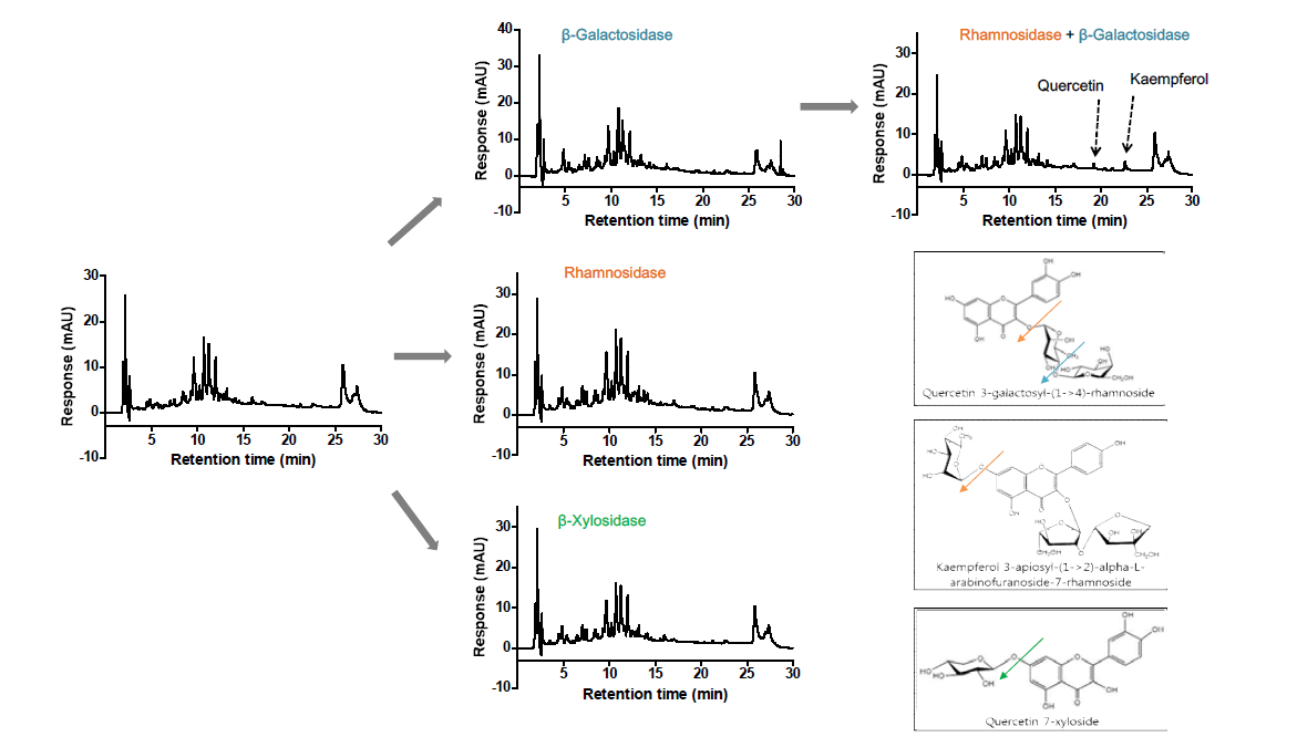 Bioconversion of Lespedeza cuneata extract by various glycoside hydrolases