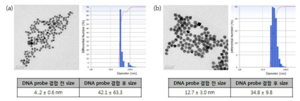 DNA probe가 결합된 금 나노입자의 TEM 이미지(왼쪽) 및 DLS 분석 결과(오른쪽), (a) 5 nm, (b) 10 nm