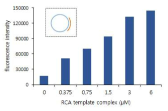 Circular-primer complex 농도 증가에 따른 증폭산물 양의 증가