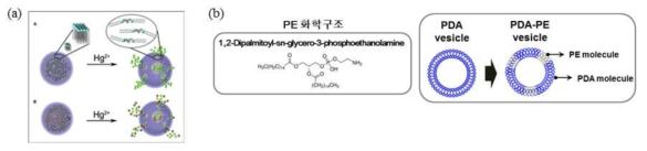 (a) PE 리포좀을 이용한 수은의 선택적 검출 예시 (Yigit M. V. et al. 2009), (b) PE의 화학적 분자 구조 및 PDA-PE 소포체 모식도