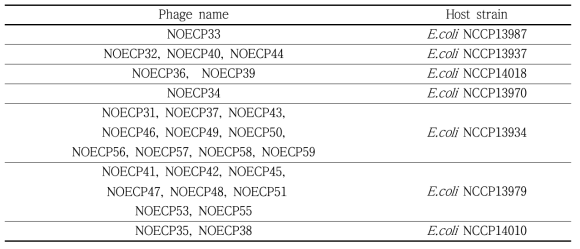 사용한 Non-O157 E.coli type 숙주 및 이로부터 분리한 phages