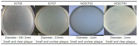 ECP와 NOECP의 plaque morphology