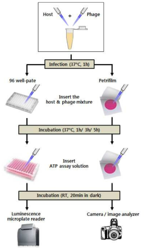 Well-type 및 petri film-type matrixes를 이용한 food-borne pathogen bacteriophage 적용 식중독균 검출의 전체 모식도