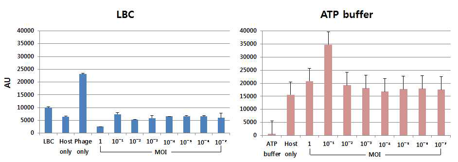 Phage infection 후 fluorometric assay로 측정한 ATP release (AU)