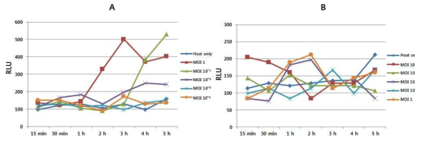 Phage 감염 후 원심 분리없이 배지 내 시간에 따른 luminescence signal 변화 A: High cell density B: Low cell density