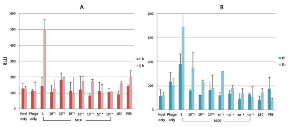 Phage 감염 후 원심 분리없이 배지 내 시간에 따른 luminescence signal 변화, A: 용균 동안 기질 처리, B: 용균 후 기질 처리