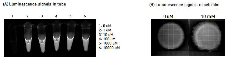 표준 용액의 ATP luminescence signals