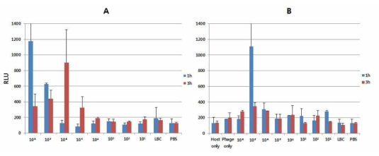 용균 후 기질 처리 시 배지 내 세포 밀도에 따른 luminescence signal 변화, A: phage 무처리, B: phage 처리