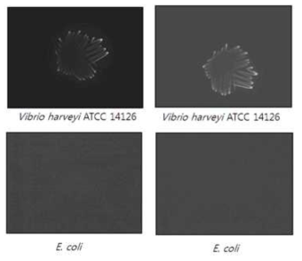 Vibrio harveyi ATCC 14126와 E.coli plate 상의 bioluminescence 이미지 비교 (10초 exposure 후 측정)