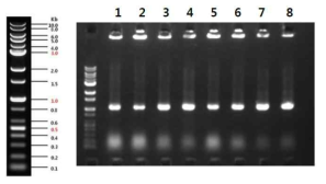 pSP72-luxAB cloning 여부 확인 PCR