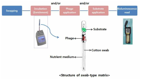 스왑형 매트릭스를 이용한 식중독균 검출 모식도