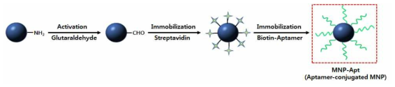 자성나노입자 표면에 aptamer를 결합시키기 위한 표면 개질 모식도