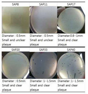 S. aureus bacteriophages의 plaque morphology