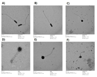 S. aureus bacteriophage의 형태학적 특성 (TEM 이미지), A: SAP8, B: SAP11, C: SAP20, D: SAP33, E: SAP40, F: SAP17