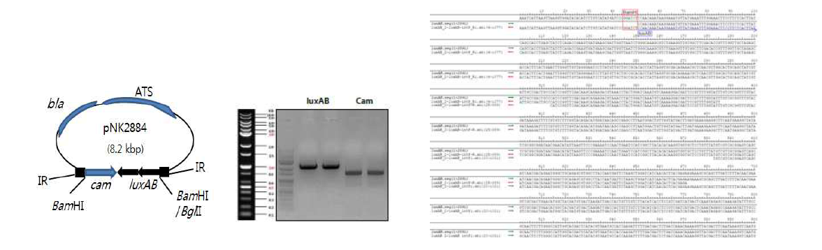 Vector construct (좌), Cam and luxAB gene의 PCR 산물 (중간), pNK2884 vector 내 LuxAB 서열 (우)