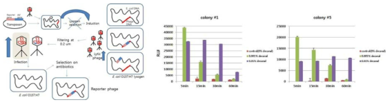 임의 돌연변이 유도 전략 (좌) 및 E.coli O157:H7 숙주 형질 전환 확인을 위한 bioluminescence 측정 (우)