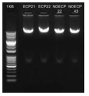 ECP 21 & 22, NOECP 22 & 43의 genomic DNA