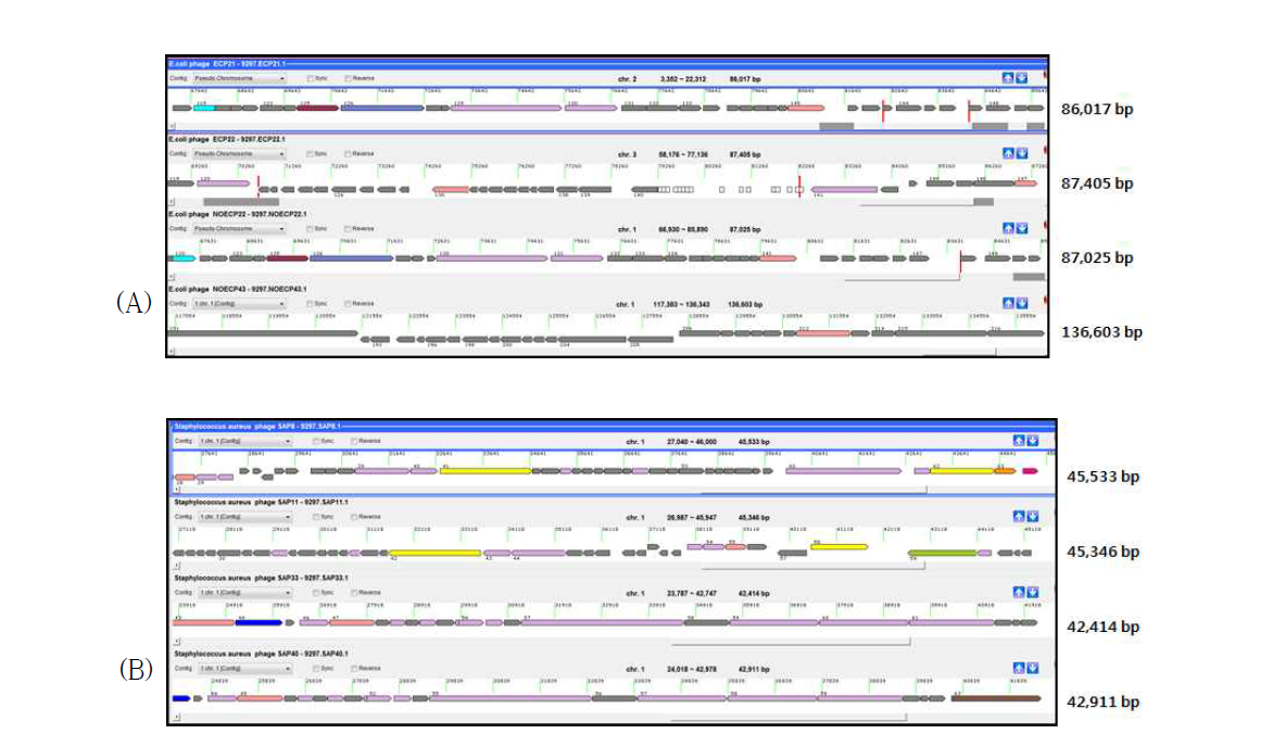 Whole genome 분석 후 four E.coli phages (A) 및 four S.aureus phages (B) gene annotation