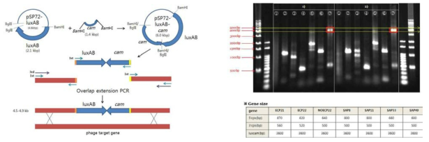 표적 부위 리포터 유전자 도입 전략 (좌) 및 파지 genomic DNA의 overlap PCR (우)