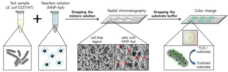 드랍형 비색센서 매트릭스를 이용한 E. coli O157:H7 검출